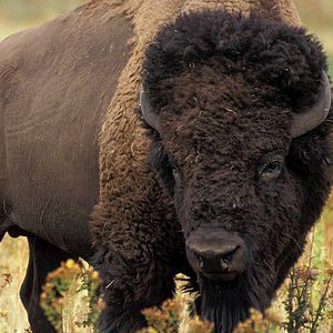 Bison