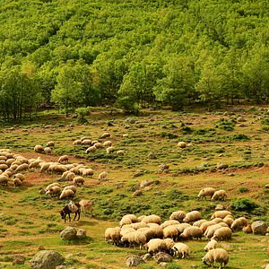 Sheep
