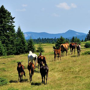 Horses