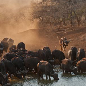 Buffalo
