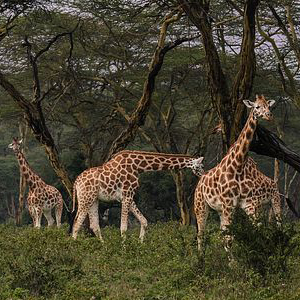 Giraffes