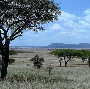 Savanna