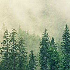 Fog