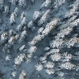 Trees