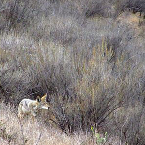 Coyote