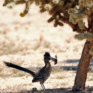 Road Runner
