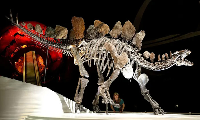 Stegosaurus Skeleton