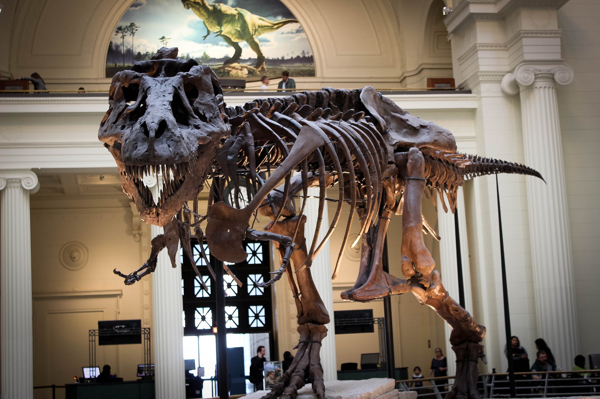 T-Rex Skeleton