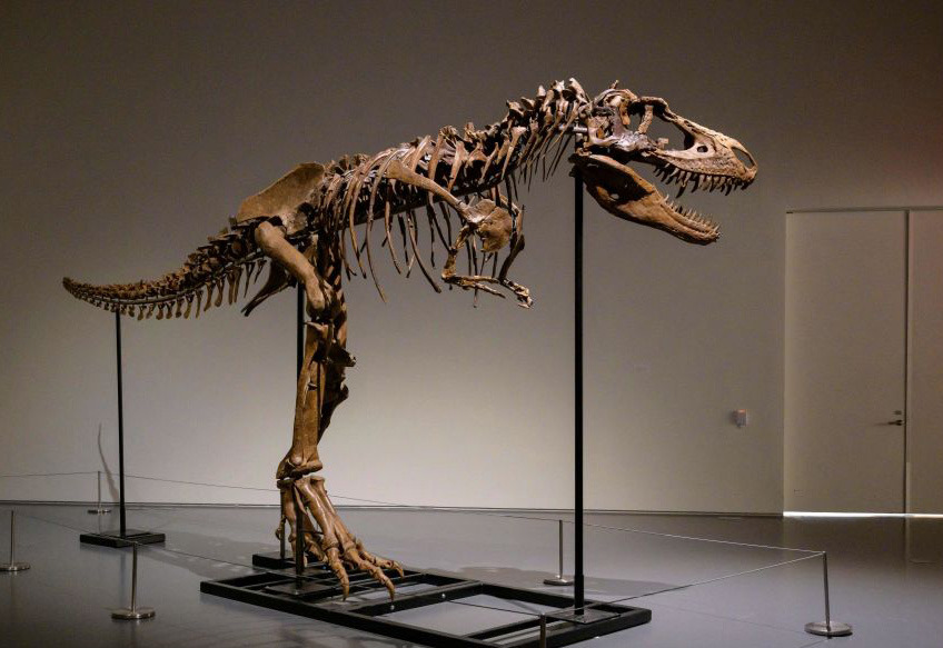 Velociraptor Skeleton